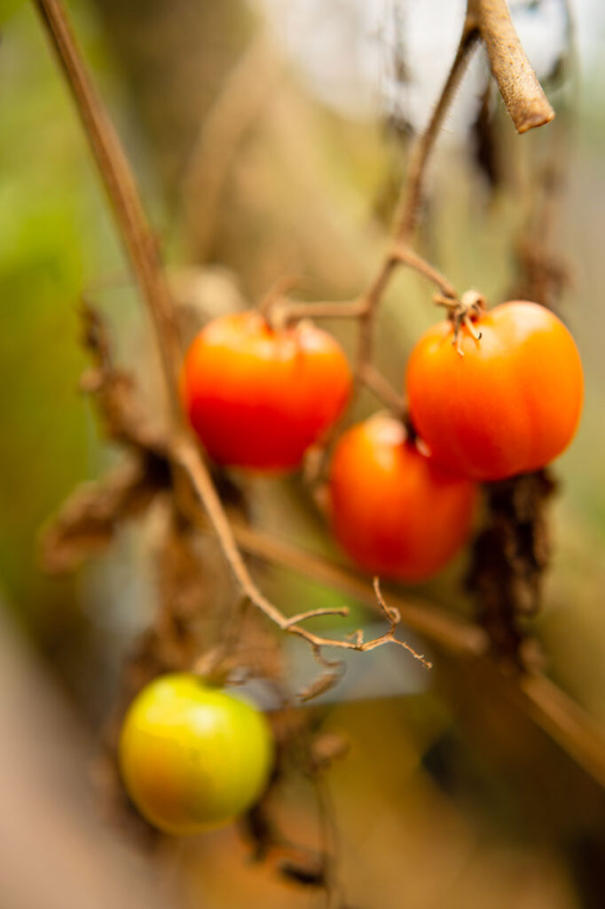 Small cherry tomatoes ripening on a dead vine