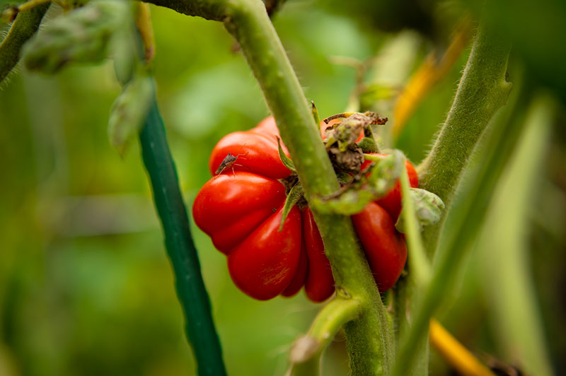 overhead view of a vine ripened, heavily fluted red heirloom tomato