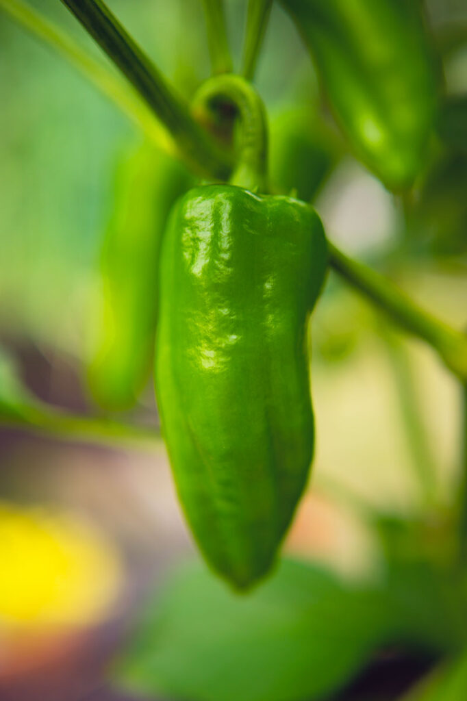 a green marconi pepper waiting to ripen