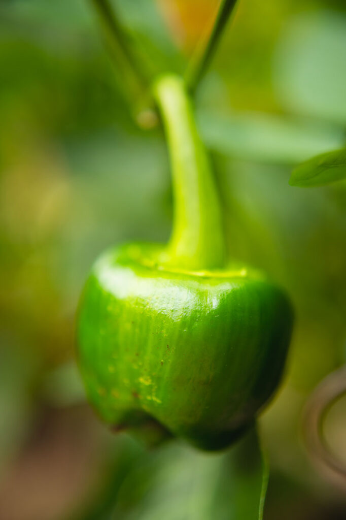 a tiny green bell pepper