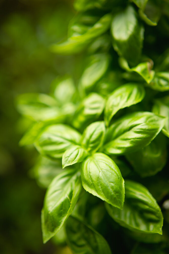 bright green basil leaves