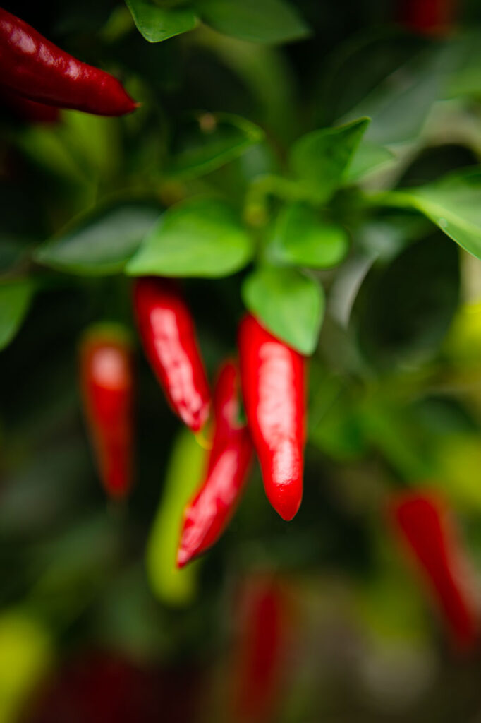 small hot chili peppers