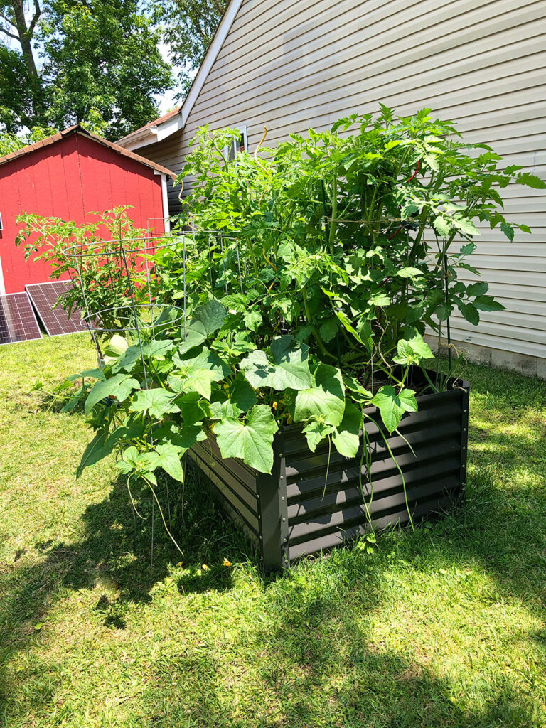 large raised bed garden with huge tomatoes and cucumbers