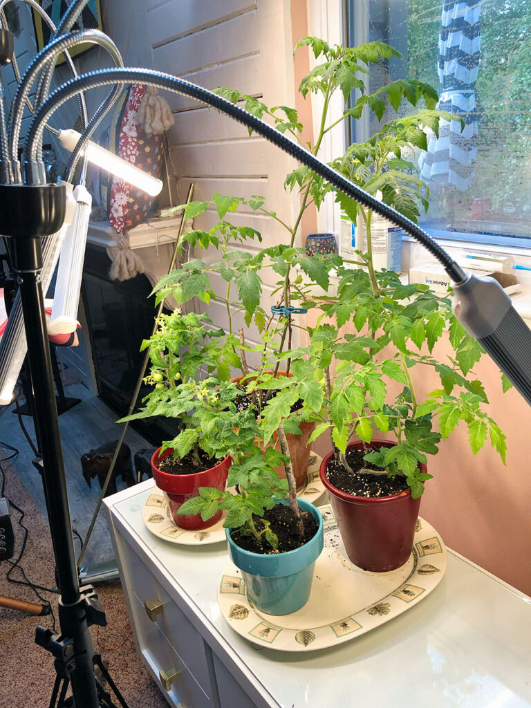 tomato plants growing indoors in a home environment under grow lights