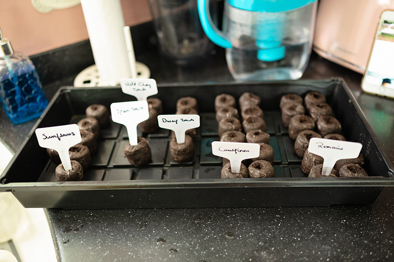 a seed starting tray with seedlings set up in peat pellets