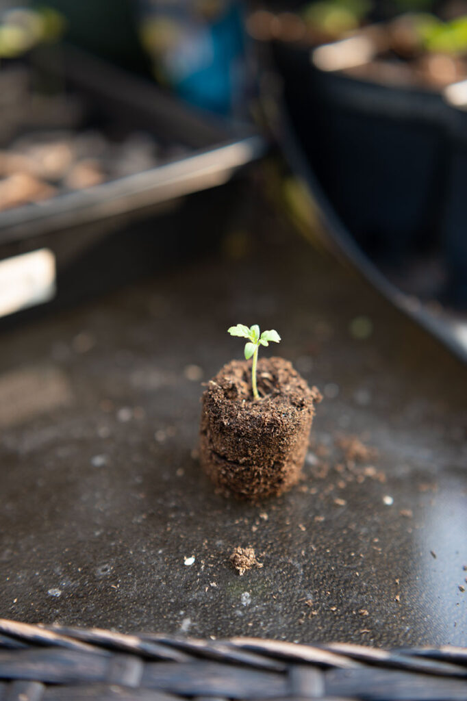 a seedling in a peat pellet with the outer casing removed