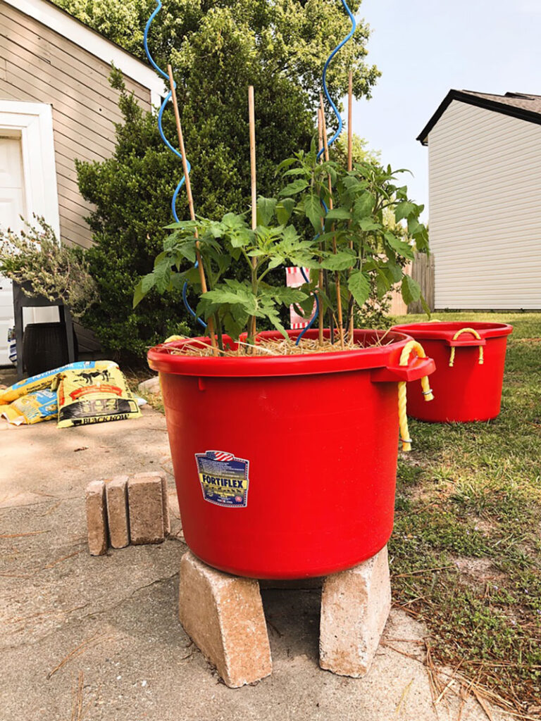 a large red plastic grow tub is planted with summer sweet peppers