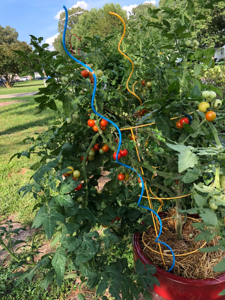 cherry tomatoes on the vine in summer