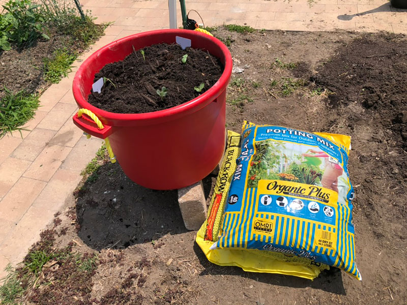 a freshly filled and planted container shown with soil and compost