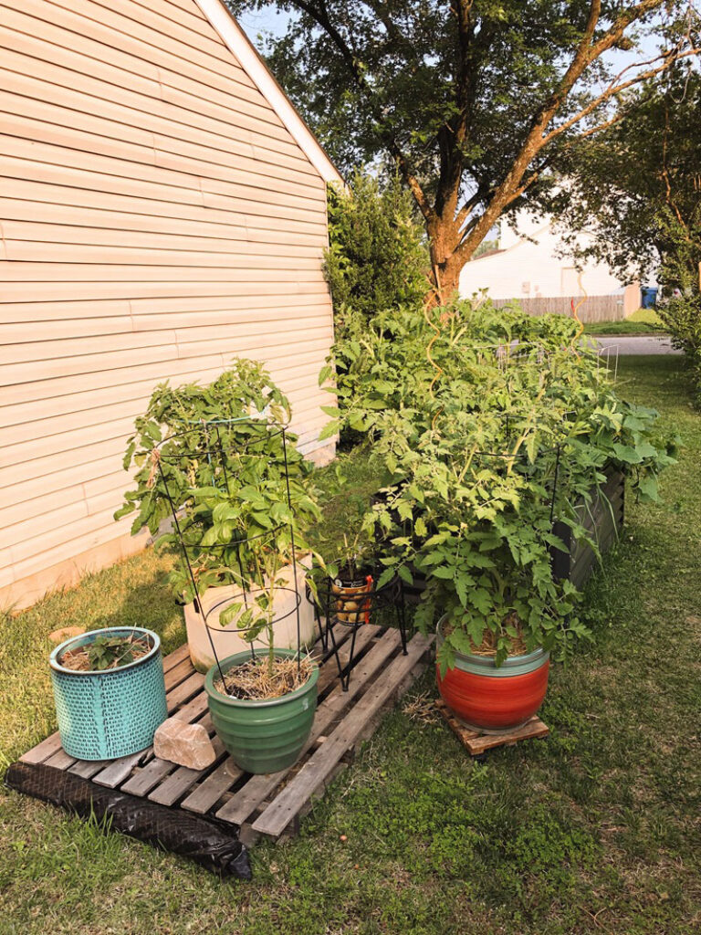 a collection of potted plants on a pallet