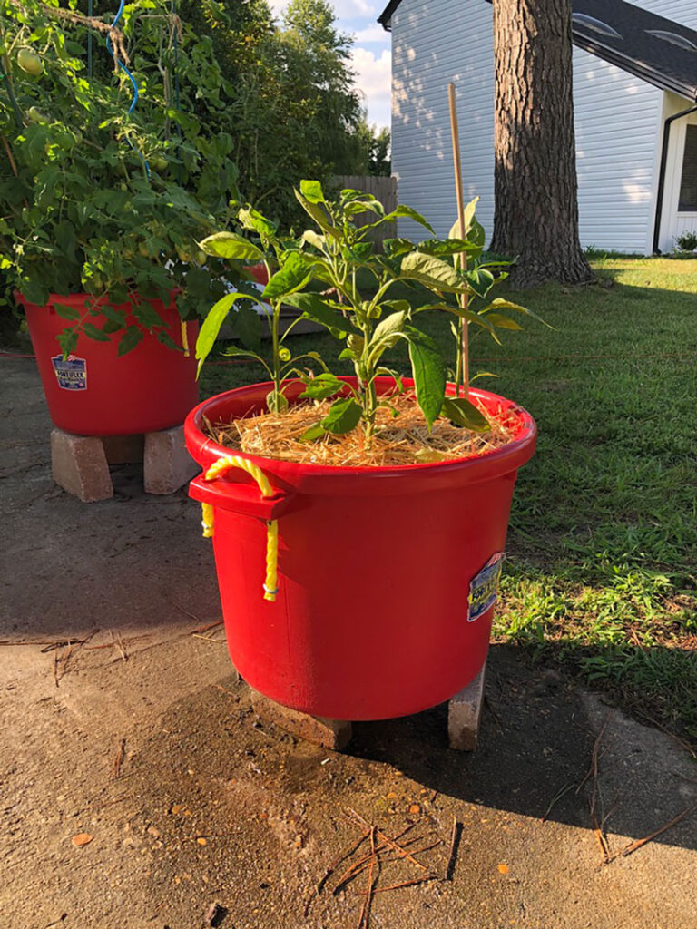 sweet peppers growing in a container in a driveway