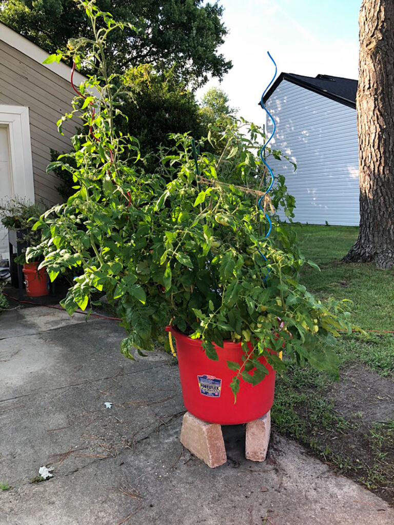 huge tomato plants grown in a large container in a driveway
