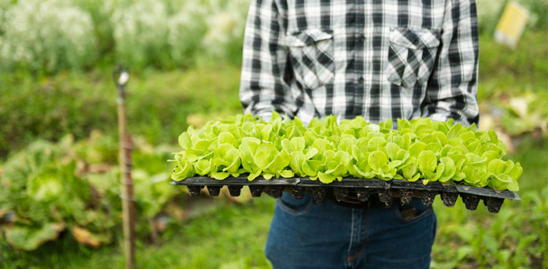 farmer holding a large tray of lettuce nursery plants