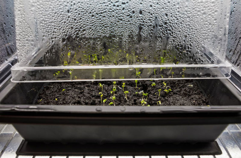 soggy wet seedlings in a seed starting tray