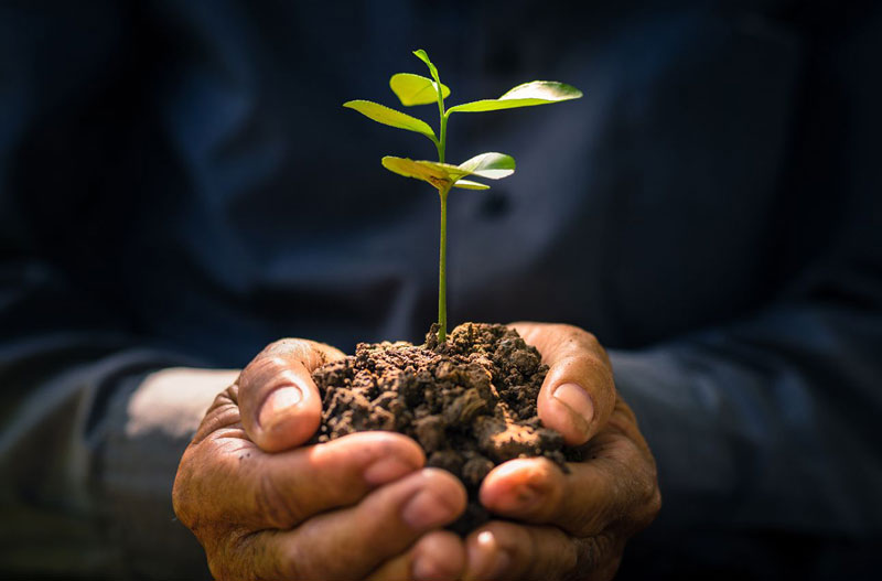 close up of hands holding a small plant in a mound of soil