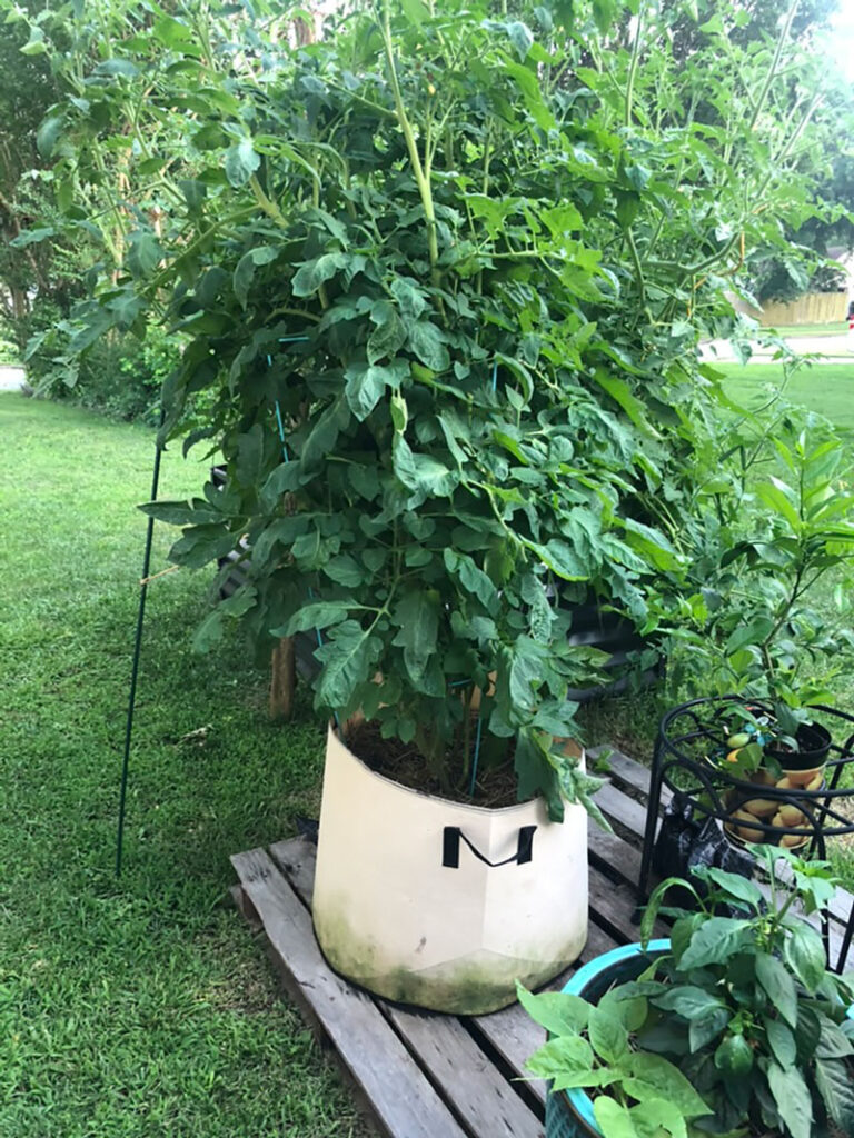 huge tomato plant in summer