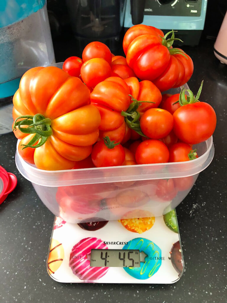 almost 5 pounds of summer tomatoes on a scale