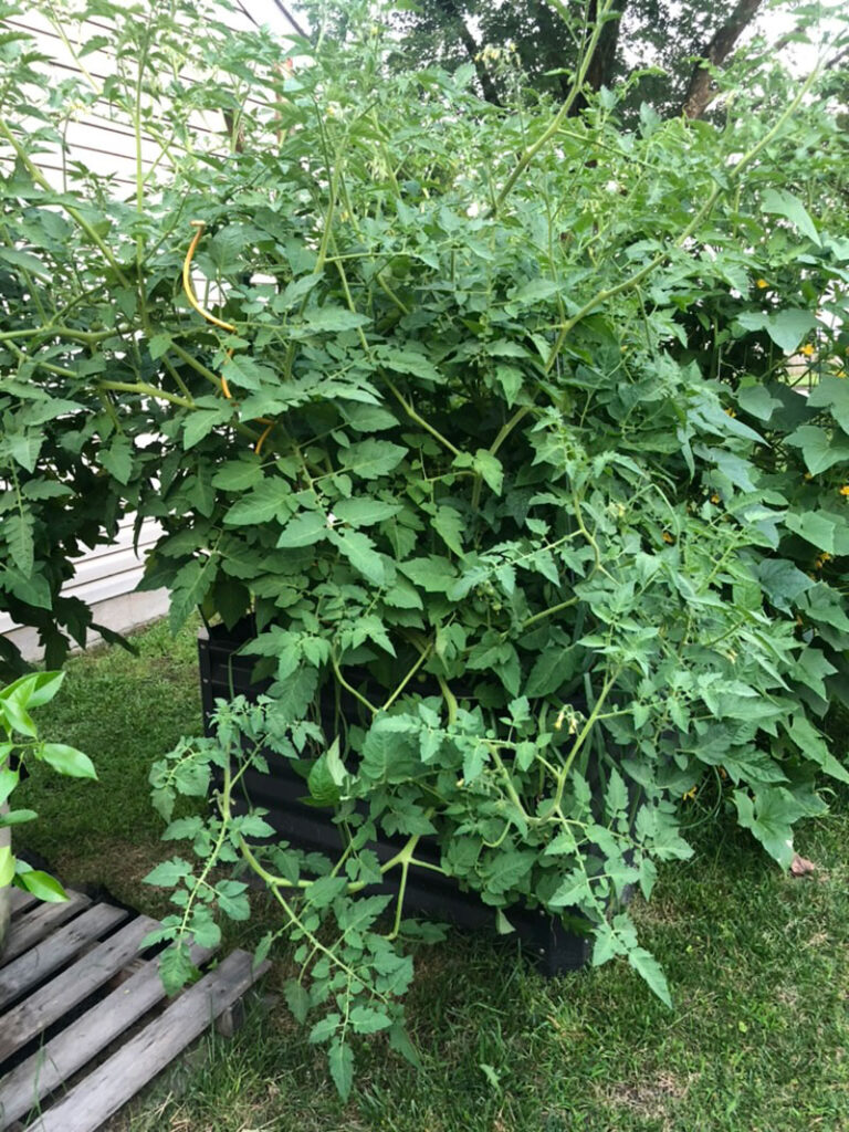 huge summer tomato plants