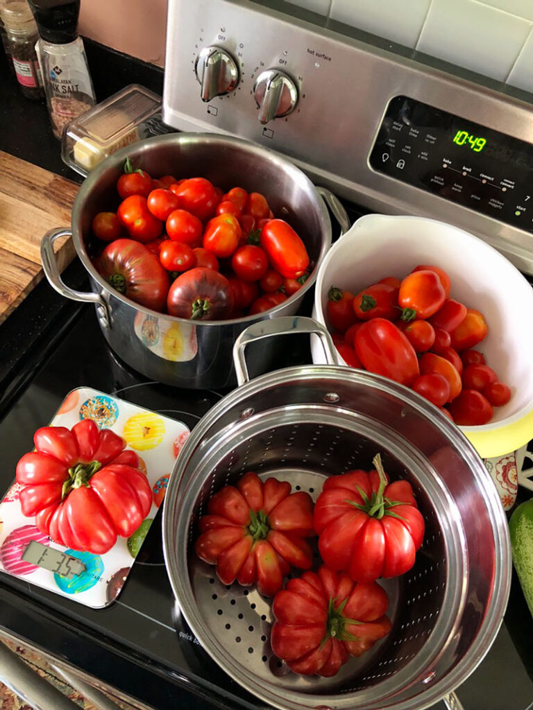 several large pots full of summer tomatoes